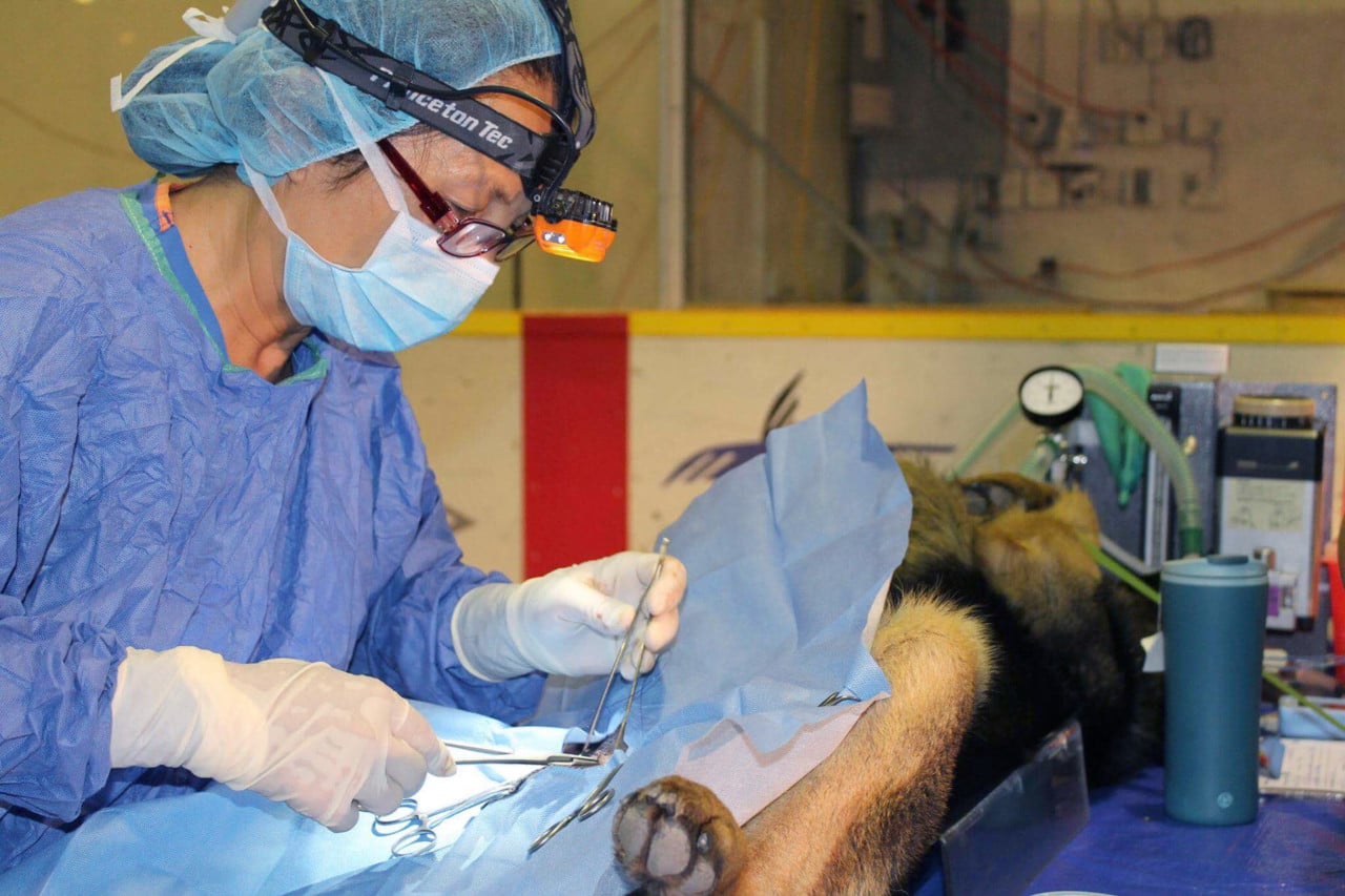 Veterinarians / Vet Students Canadian Animal Task Force