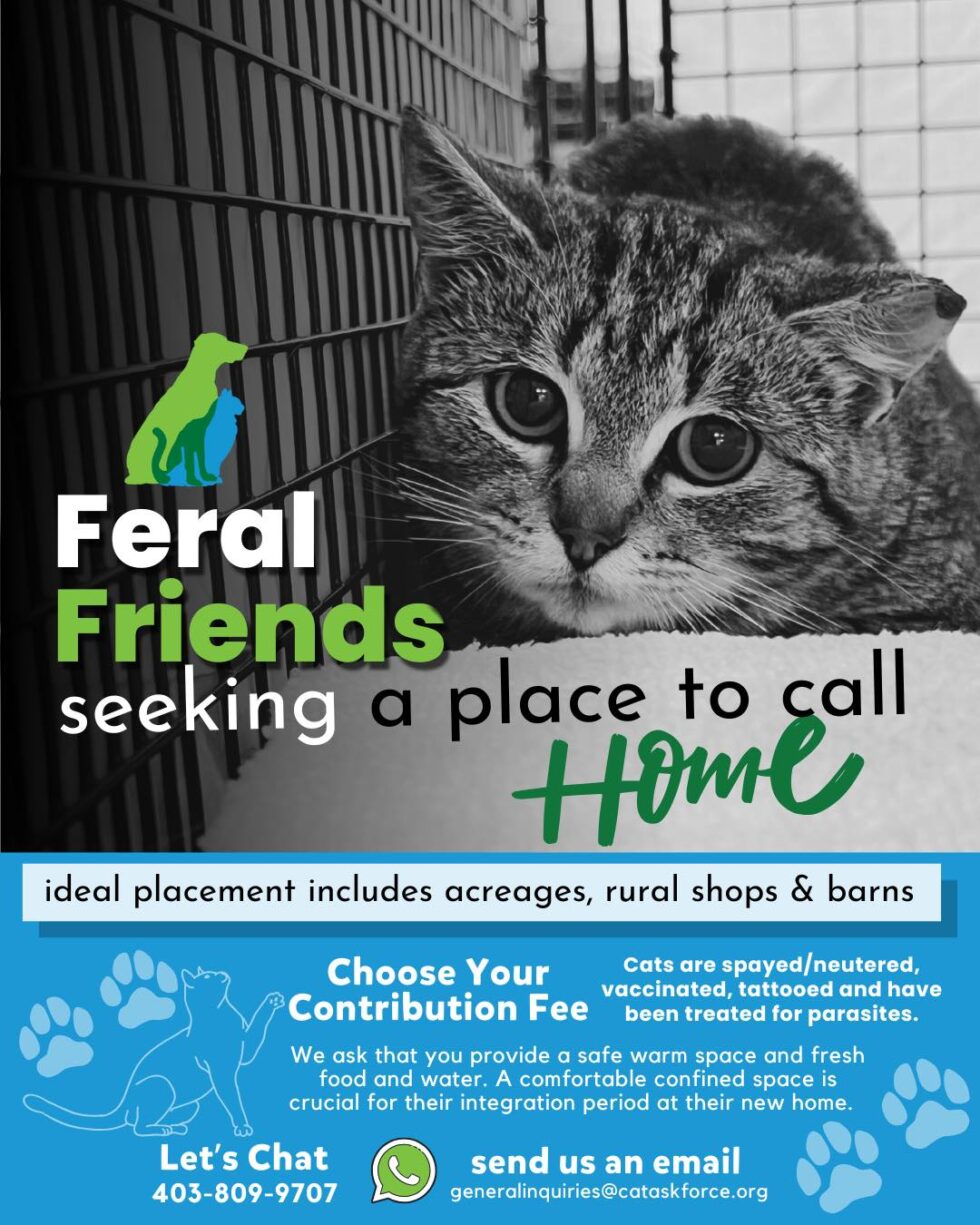 Feral Friends - Canadian Animal Task Force